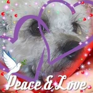 Meet your Posher, Ann